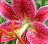 Lily